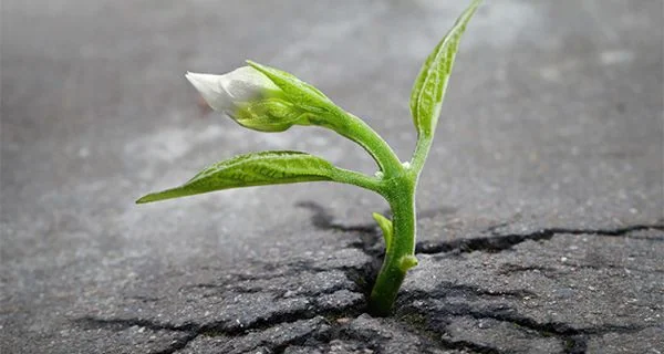 Làm nên nhờ nghị lực và tài năng