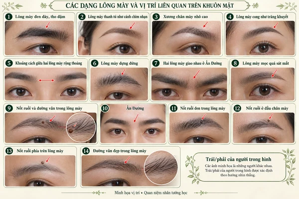 Minh họa vị trí và đường nét cho bài: Xem bói lông mày trên khuôn mặt