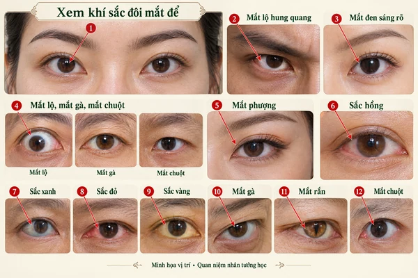 Minh họa vị trí và đường nét cho bài: Xem tướng mắt đoán vận hạn và tai hoạ