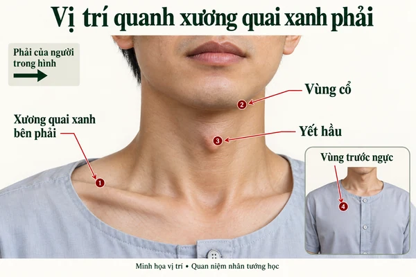 Minh họa vị trí và đường nét cho bài: Giải mã ý nghĩa nốt ruồi ở xương quai xanh bên phải